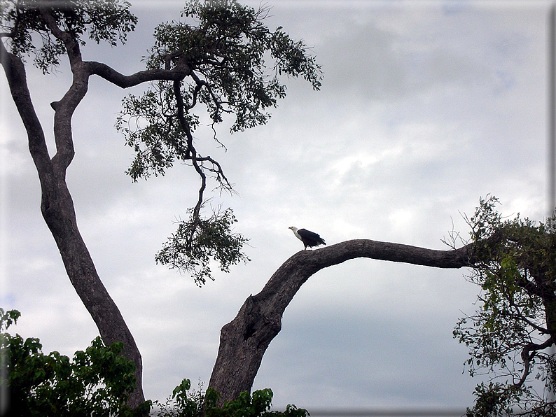 foto Parco nazionale del Chobe